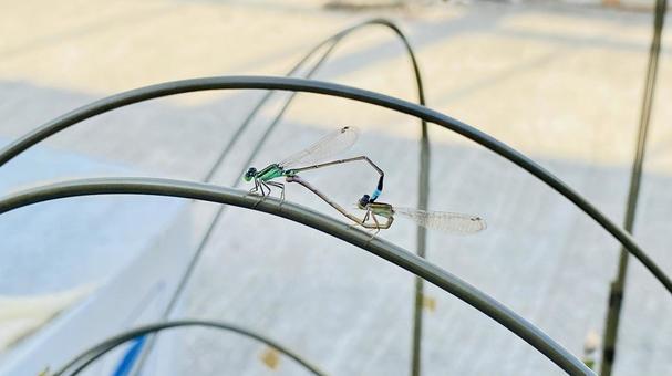 交尾中のクロイトトンボのオスとメス 交尾中のクロイトトンボのオスとメスの写真