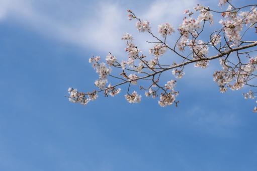 青空と桜 青空と桜の写真