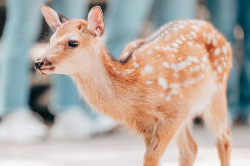 とっても可愛く撮れていますね とっても可愛く撮れていますね 鹿,動物,哺乳類の写真素材
