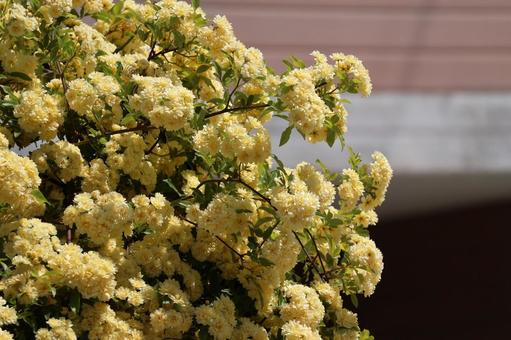 Photo, yellow, full bloom, mochikubara, 