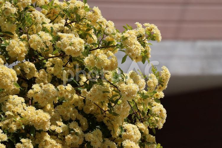 黄色の満開のモッコウバラの咲く花木 黄色,満開,モッコウバラの写真素材