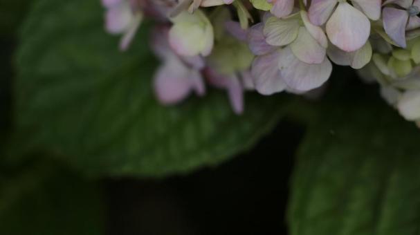 紫陽花 [無加工]版 縦横16:9 ピンク,桃色,薄ピンクの写真素材