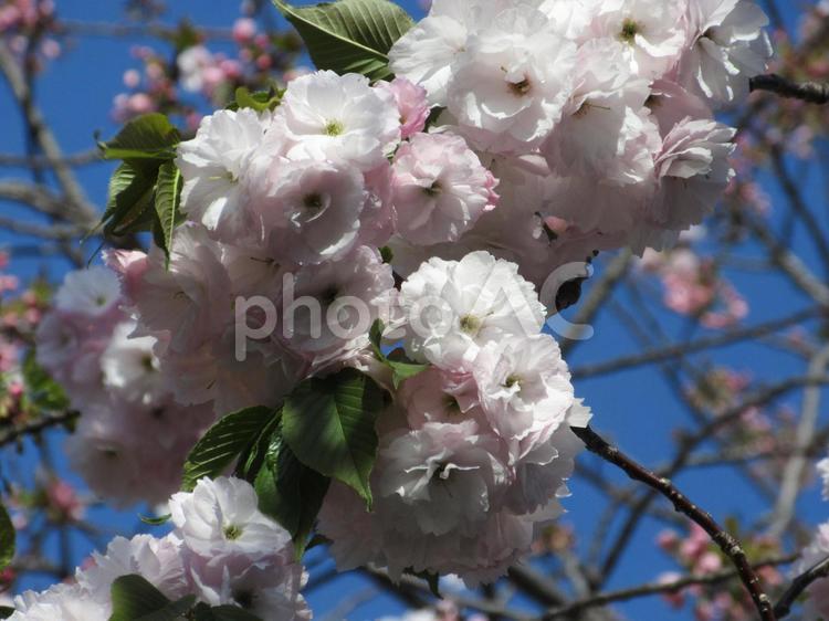 ヤエザクラ  ０２ ヤエザクラ,八重桜,サクラの写真素材