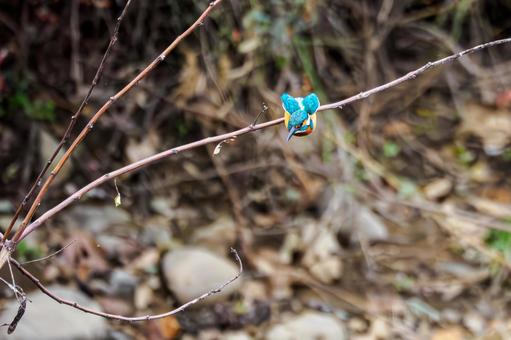 カワセミ(29) 鳥,カワセミ,オスの写真素材