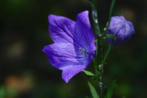 Photo, campanulaceae, flower, bellflower family, 
