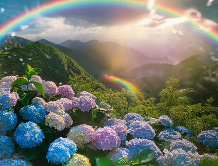 虹とアジサイ 虹とアジサイの写真