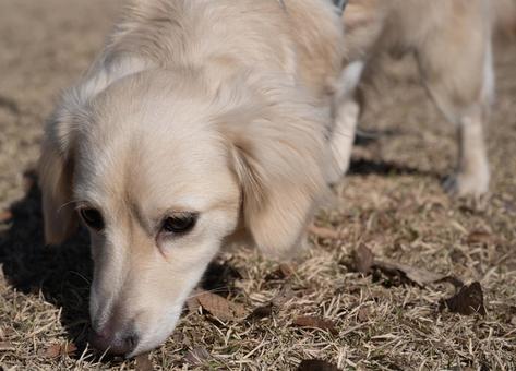 地面の匂いを嗅ぐ白い犬 地面の匂いを嗅ぐ白い犬 犬,白い,ふわふわの写真素材