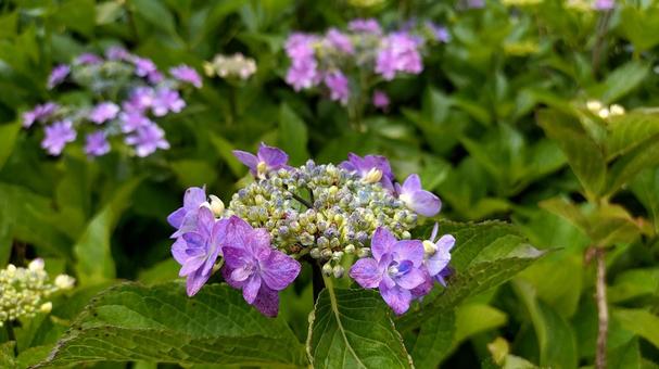 紫陽花の写真