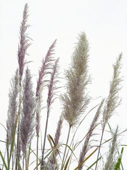Photo, yoshisuki, reed, gramineae, 