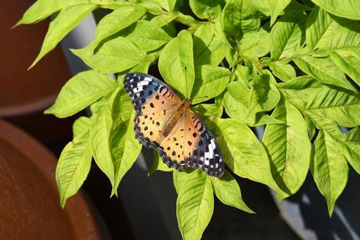 ツマグロヒョウモン 05 ツマグロヒョウモン 05の写真