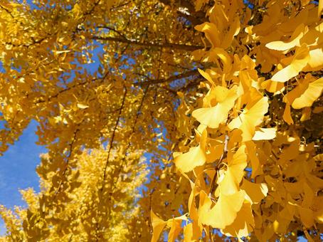 あざやかなイチョウ イチョウ,銀杏,黄色の写真素材