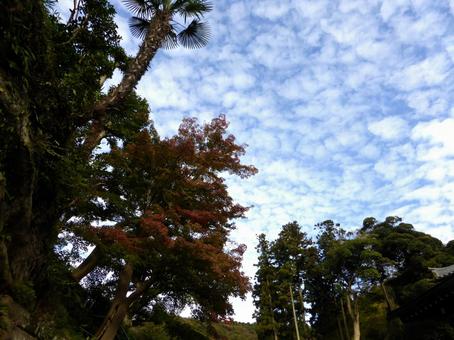 郊外の木々から見上げる秋の空 木,樹木,木々の写真素材
