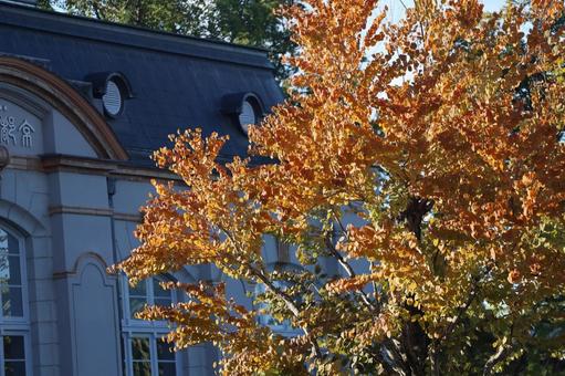 色づくカツラの木と建物の風景 色づく,カツラ,木の写真素材