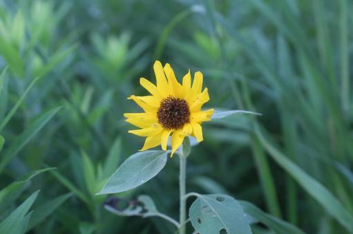 One-wheeled sunflower, sunflower, sunflower, summer, JPG