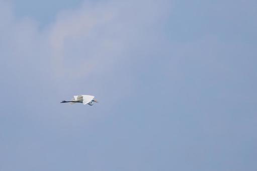 ダイサギの飛翔⑽ ダイサギの飛翔⑽の写真