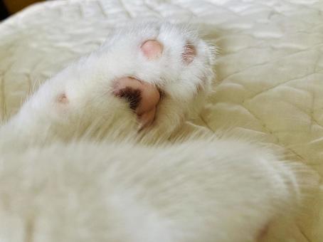 猫の手 猫の手の写真