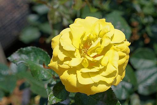 荒牧バラ園671　フリージア 兵庫県,荒牧バラ園,バラの写真素材