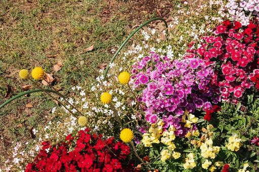Spring flower beds in full bloom, classpedia, nadesico, gaula, JPG