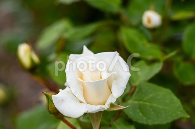 春のバラ(46) 花,春,薔薇の写真素材