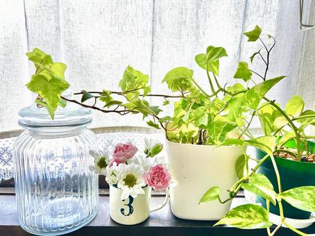 Photo, window side, window, foliage plant, 