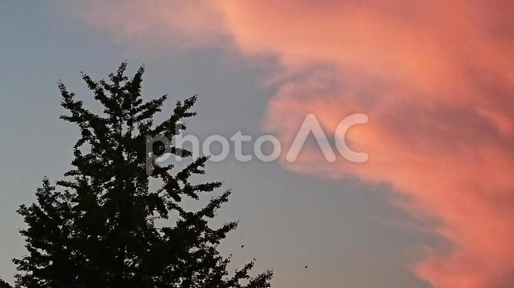 夏の夕暮れ 夏,夕暮れ,夕焼けの写真素材