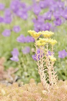 Sedum, JPG Sedum, JPG