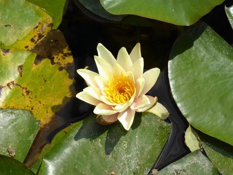 植物園の池に咲いたクリーム色のスイレン 植物園の池に咲いたクリーム色のスイレンの写真