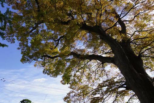 イチョウ 秋,紅葉,黄色の写真素材