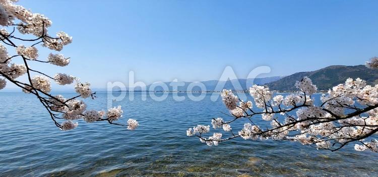 桜と琵琶湖_3 桜,花,春の写真素材