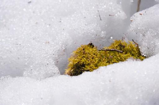 雪解け 雪解けの写真