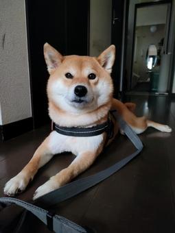 お散歩から帰ってきてリラックス! お散歩から帰ってきてリラックス! 犬,柴犬,シバの写真素材