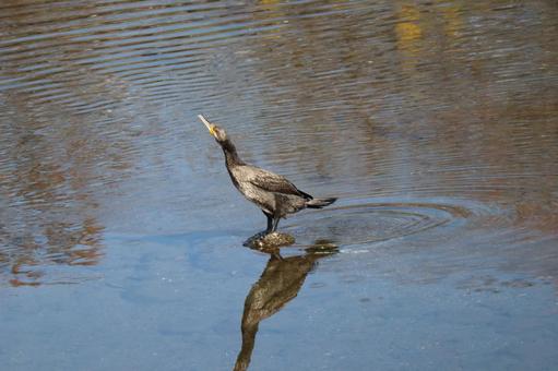 波紋の広がる池の中の石の上のカワウ 波紋,広がる,池の写真素材