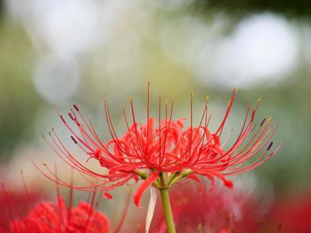 彼岸花と玉ボケ 彼岸花,曼珠沙華,赤の写真素材