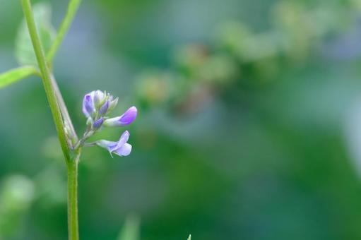 ツルマメ ツルマメ,マメ科,ダイズ属の写真素材