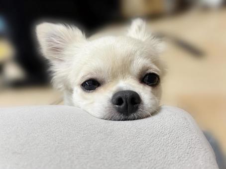 クッションに顔を乗せるチワワ クッションに顔を乗せるチワワの写真