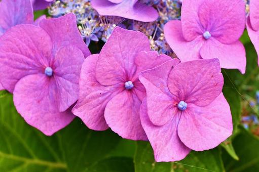 ピンクの紫陽花 ピンクの紫陽花の写真