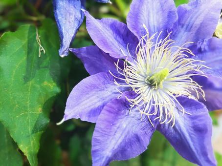 Photo, clematis, purple, large wheel, 
