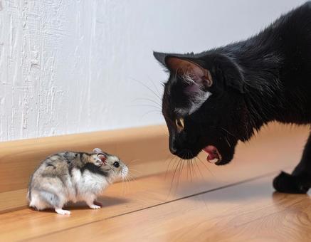 窮鼠と猫 窮鼠と猫の写真