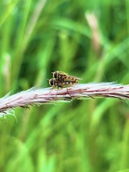 ミツバチ 虫,昆虫,交尾の写真素材