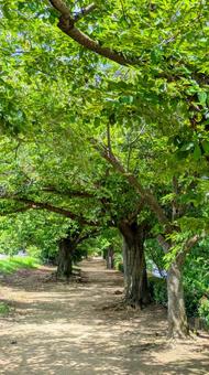 Sunshine filtering through the trees at the riverside park-01, riverine park, aosha river, imabari city, JPG
