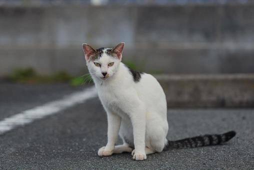 こちらをじっと見つめる牛柄猫 牛柄猫,cawcat,ハチワレ猫の写真素材