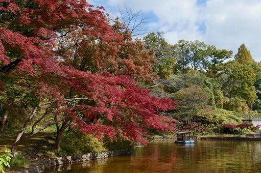 横浜, こどもの国の白鳥湖と紅葉 紅葉,こどもの国,白鳥湖の写真素材