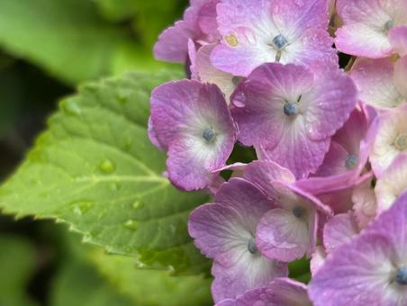 Rain and dew hydrangea ver6, JPG