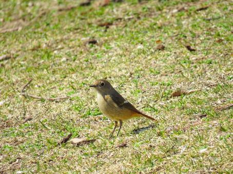 地面を歩くジョウビタキのメス 地面を歩くジョウビタキのメスの写真