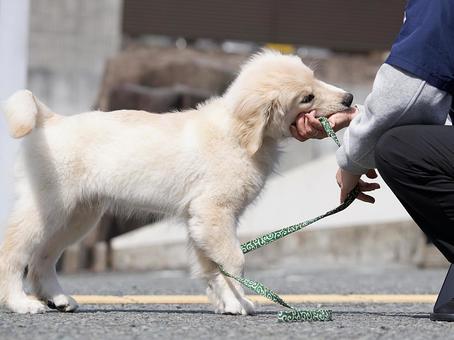ヤンチャなゴールデンの仔犬 ヤンチャなゴールデンの仔犬 犬,ゴールデンレトリバー,dogの写真素材