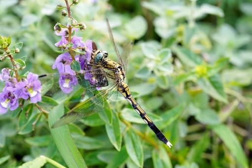花に留まるオオシオカラトンボ 花に留まるオオシオカラトンボの写真