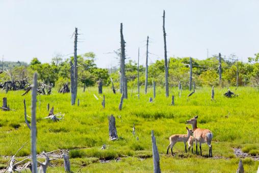 春国岱の鹿 春国岱の鹿の写真