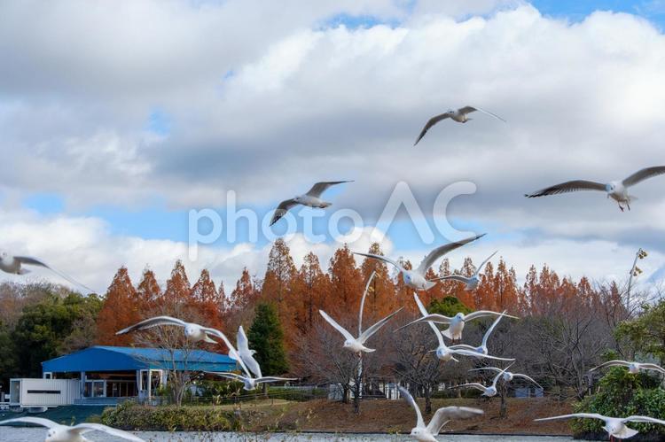 秋空を舞うユリカモメ ユリカモメ,鳥,飛翔の写真素材