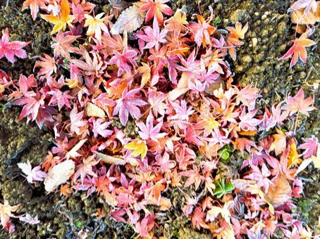 霜のついたモミジの落ち葉 霜のついたモミジの落ち葉 もみじ,紅葉,落ち葉の写真素材