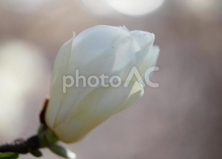 純白の白木蓮 白木蓮,ハクモクレン,花の写真素材